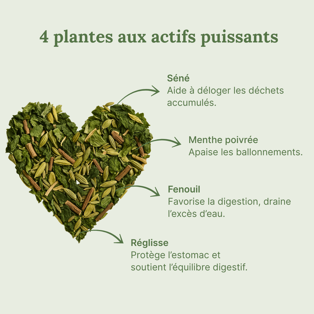 Tisane Détox Ventre Plat
