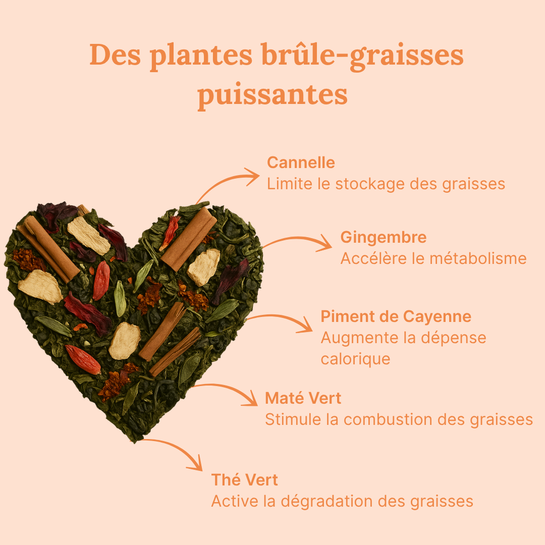 Tisane Brûl'Graisses